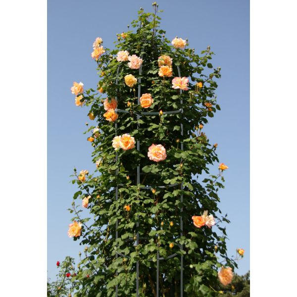 Garden King Állvány futónövényekhez 188 x 40 cm