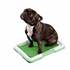 Creșterea animalelor de companie